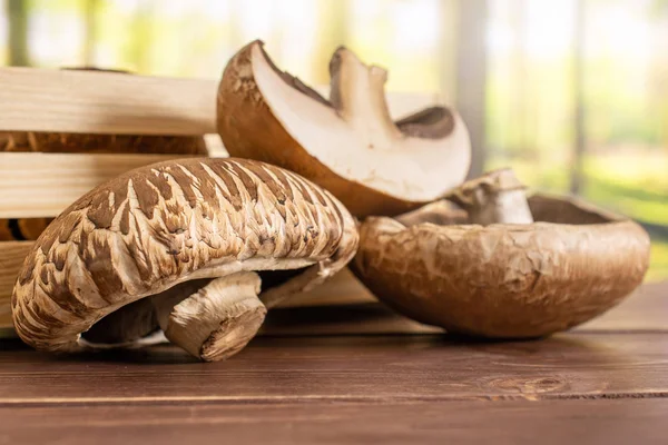 Brown bortobello mushroom with forest behind — Stock Photo, Image