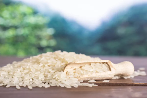 Biały ryż jaśminowy w dżungli — Zdjęcie stockowe