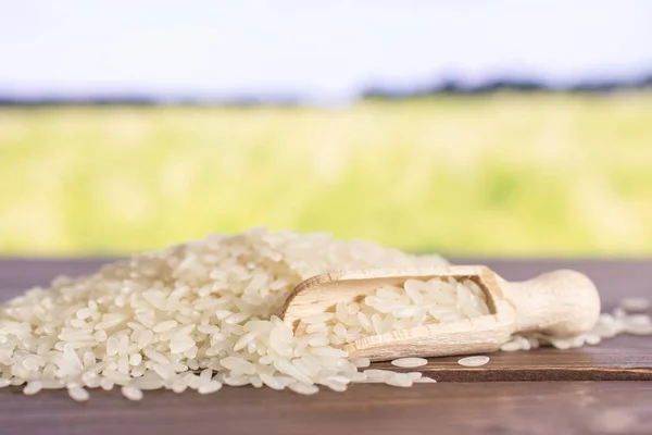 Biały ryż jaśminowy z tyłu pola — Zdjęcie stockowe