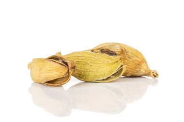 Gerçek kakule pod beyaz izole