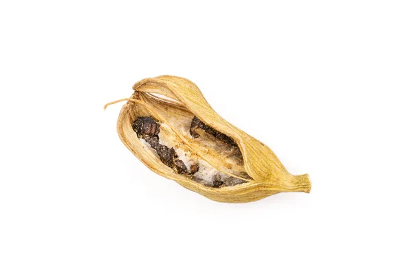 Настоящий кардамон, изолированный на белом — стоковое фото
