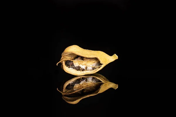 Αληθινή κάψουλα Κάρδαμο απομονωμένη σε μαύρο γυαλί — Φωτογραφία Αρχείου