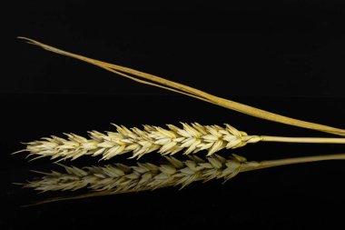 Siyah cam üzerine izole olgun ekmek buğday