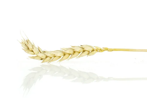 白に分離した熟したパン小麦 — ストック写真