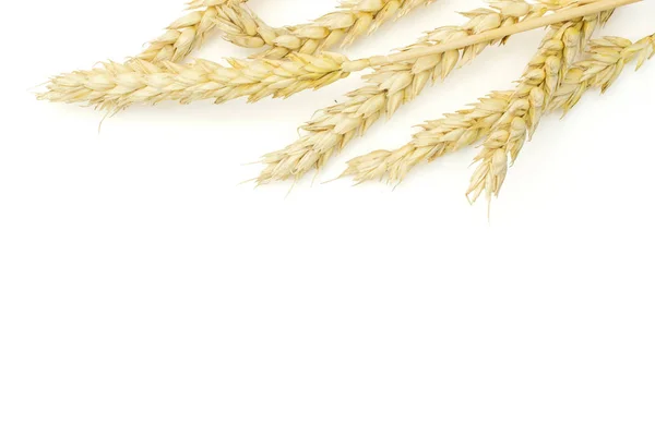 白に分離した熟したパン小麦 — ストック写真