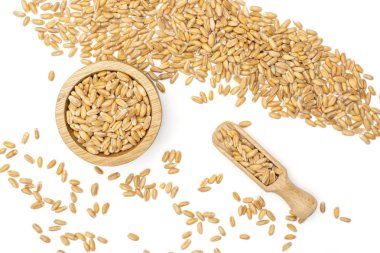 Dinkel wheat grain isolated on white clipart