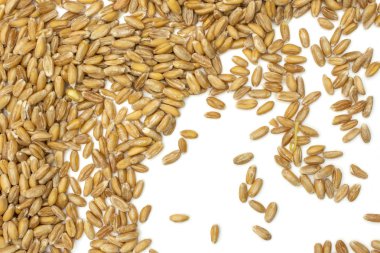 Dinkel buğday tanesi beyaz izole