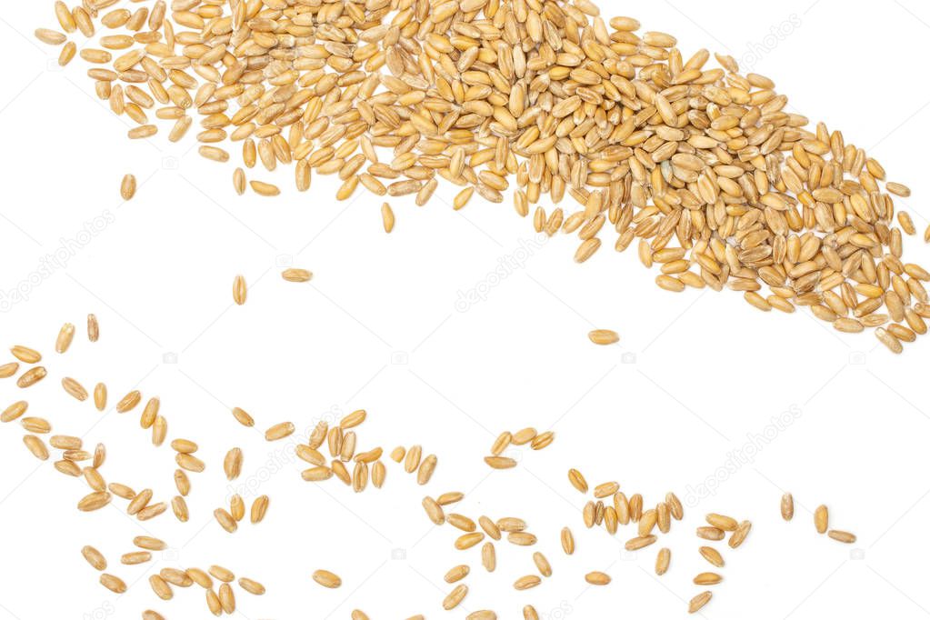 Dinkel wheat grain isolated on white