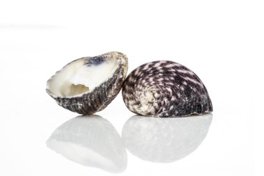 Yumuşakça deniz kabuğu beyaz izole