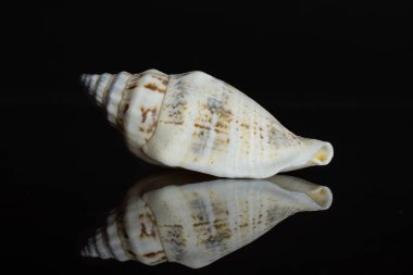 Yumuşakça deniz kabuğu siyah cam izole