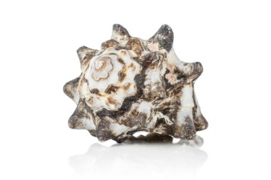 Yumuşakça deniz kabuğu beyaz izole