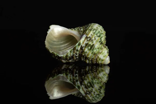 Coque de mer Mollusque isolée sur verre noir — Photo