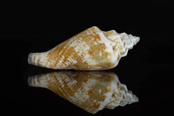Mollusc sea shell isolated on black glass — Stock Photo, Image