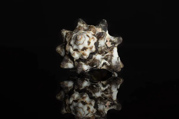 Muschelschale isoliert auf schwarzem Glas — Stockfoto