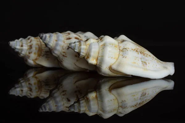 Yumuşakça deniz kabuğu siyah cam izole — Stok fotoğraf