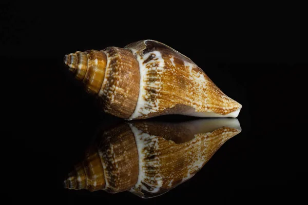 Mollusc sea shell isolated on black glass — Stock Photo, Image