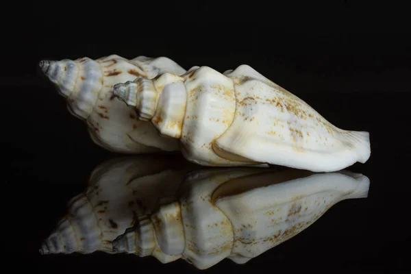 Coque de mer Mollusque isolée sur verre noir — Photo