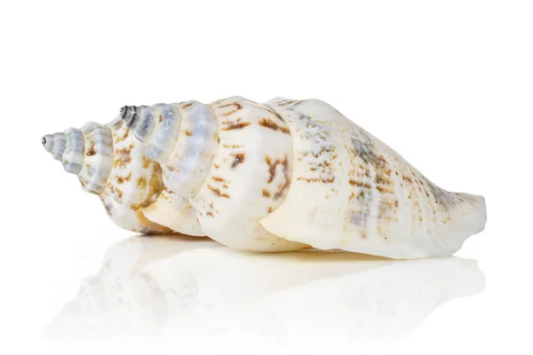 Weekdier zee shell geïsoleerd op wit — Stockfoto