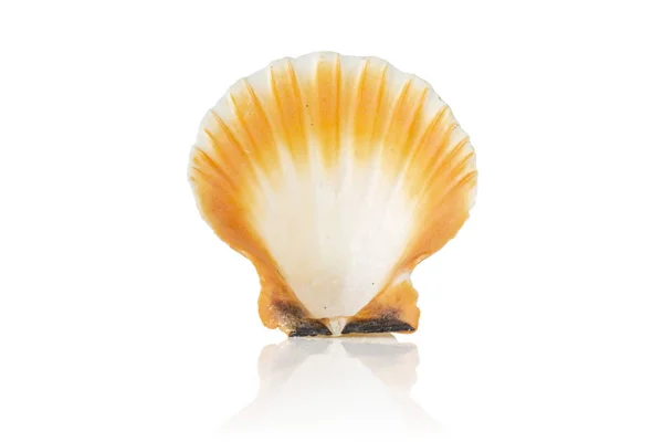 Coquille de mer de mollusques isolée sur blanc — Photo