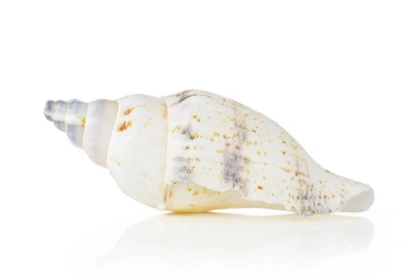 Coquille de mer de mollusques isolée sur blanc — Photo