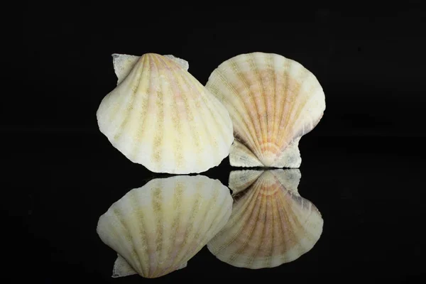 Морская скорлупа моллюсков, изолированная на черном стекле — стоковое фото