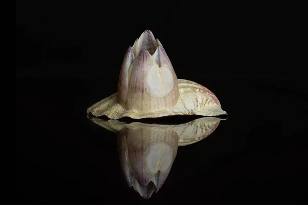 Coque de mer Mollusque isolée sur verre noir — Photo