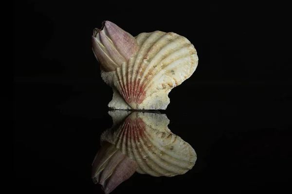 Coque de mer Mollusque isolée sur verre noir — Photo
