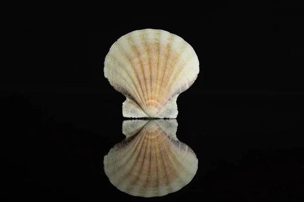 Coque de mer Mollusque isolée sur verre noir — Photo