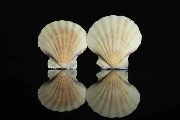 Молюски морської оболонки ізольовані на чорному склі — стокове фото
