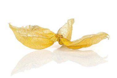 Taze turuncu physalis beyaz izole