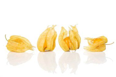 Taze turuncu physalis beyaz izole