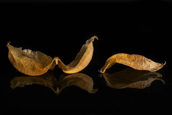 Verse oranje Physalis geïsoleerd op zwart glas — Stockfoto