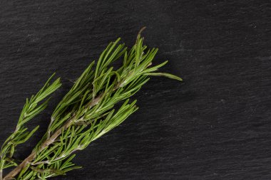 Gri taş üzerinde taze biberiye bitki