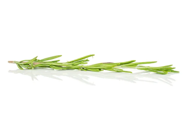 Hierba fresca de romero aislada sobre blanco — Foto de Stock