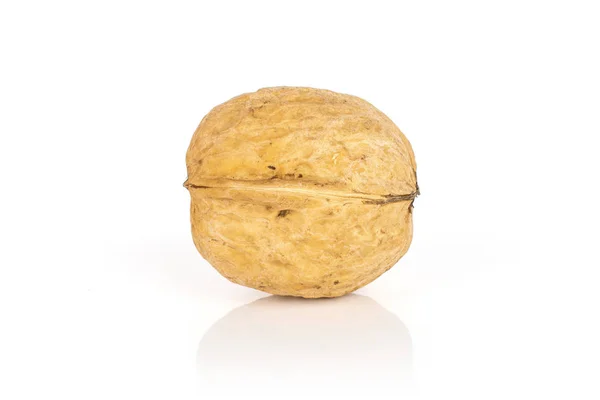 Спелый коричневый орех изолирован на белом — стоковое фото