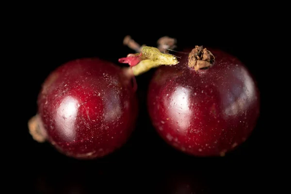 Groselha escura fresca isolada em vidro preto — Fotografia de Stock