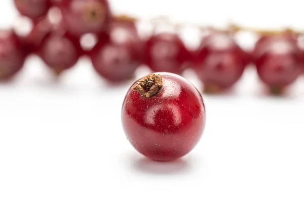 Fresh dark redcurrant isolated on white — Stock Photo, Image