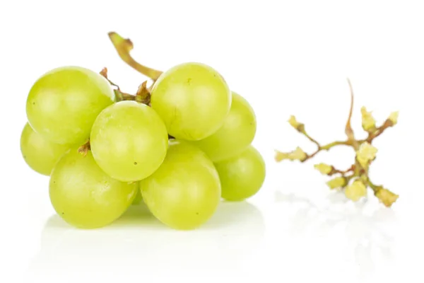 Uva de vino verde aislada sobre blanco — Foto de Stock