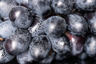 İzole edilmiş taze siyah şarap üzümü.