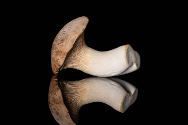 Kral trompet mantarı siyah camda izole edilmiş.