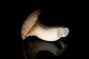 Kral trompet mantarı siyah camda izole edilmiş.