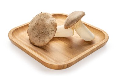 Kral trompet mantarı beyazda izole