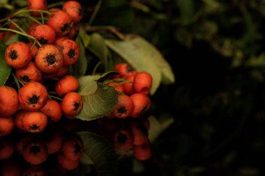 Siyah camda izole edilmiş yabani turuncu kızılcık.