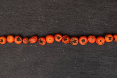 Gri taşta yabani turuncu rowanberry