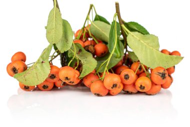 Yabani turuncu rowanberry beyaz üzerine izole edilmiş
