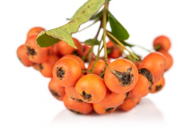 Yabani turuncu rowanberry beyaz üzerine izole edilmiş