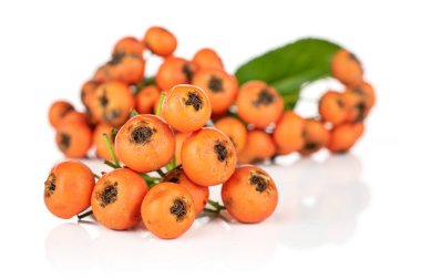 Yabani turuncu rowanberry beyaz üzerine izole edilmiş