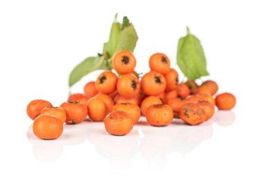 Yabani turuncu rowanberry beyaz üzerine izole edilmiş