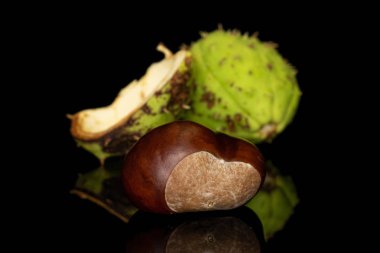 Yeşil sonbahar kestanesi siyah camda izole edilmiş.