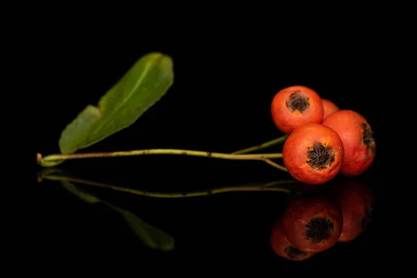 Rowanberry laranja selvagem isolado em vidro preto — Fotografia de Stock
